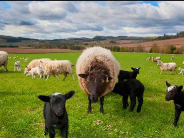 sheep