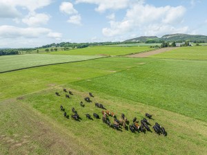 Cows of our Farm