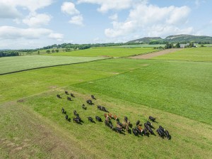 Cows of our Farm