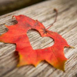 Autumn Leaf with heart 263 x 263