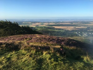 Auchterhouse Hill beside Hideaway