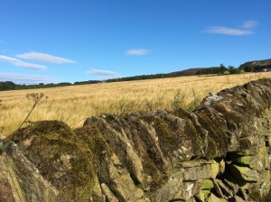 Farm Views