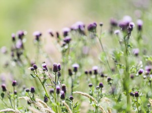 Thistle on the Farm